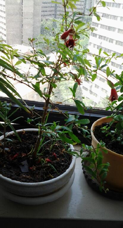 تصویر پرسش و پاسخ گیاه
